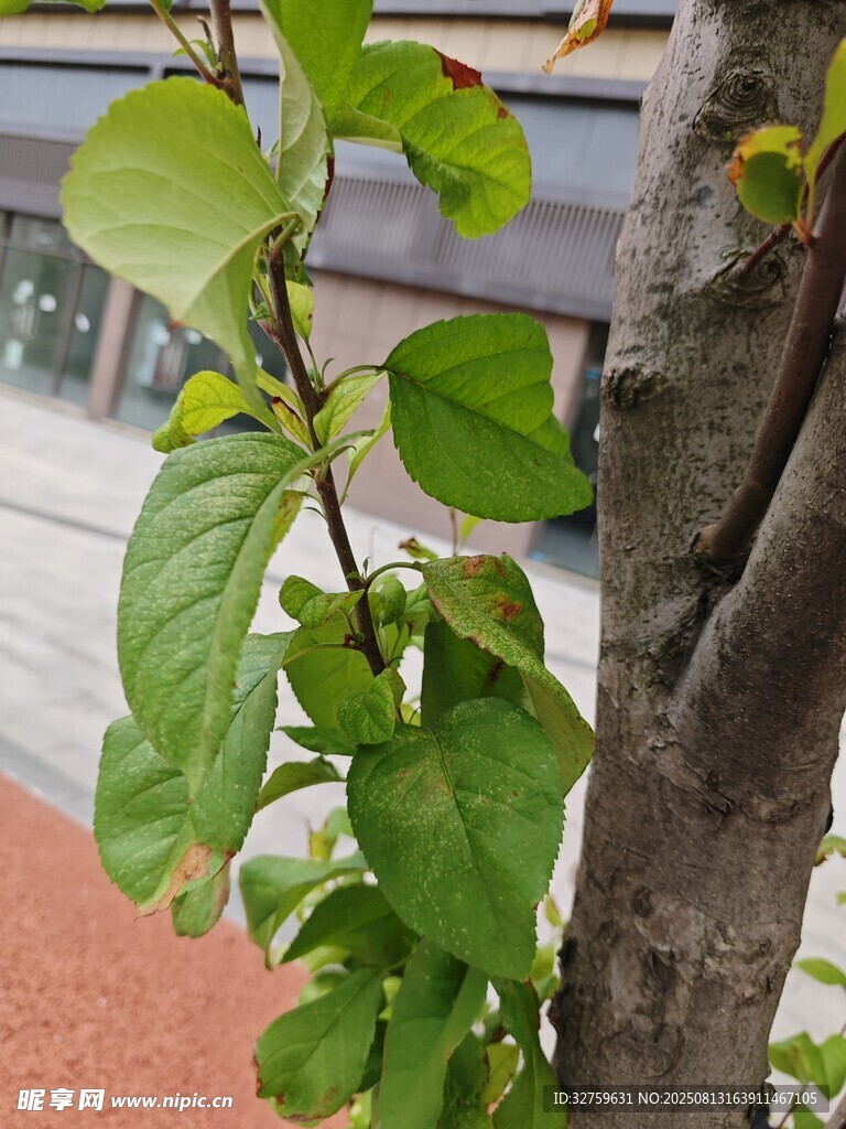 枝頭嫩綠葉片生機盎然
