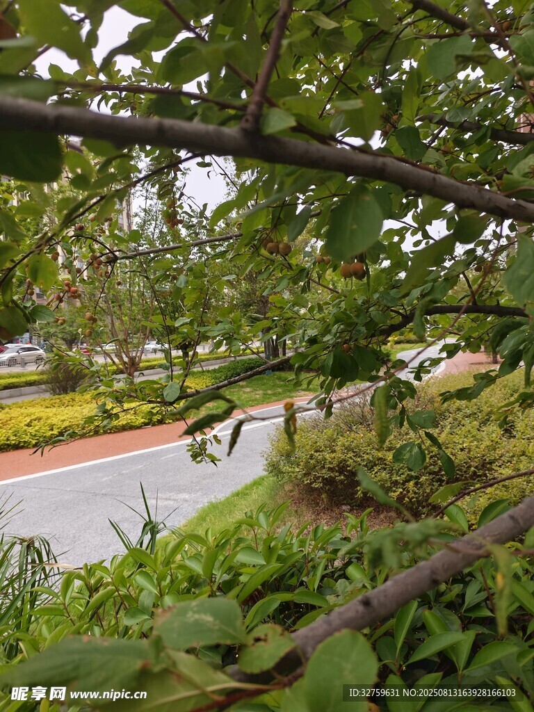 透過枝葉看道路風(fēng)景