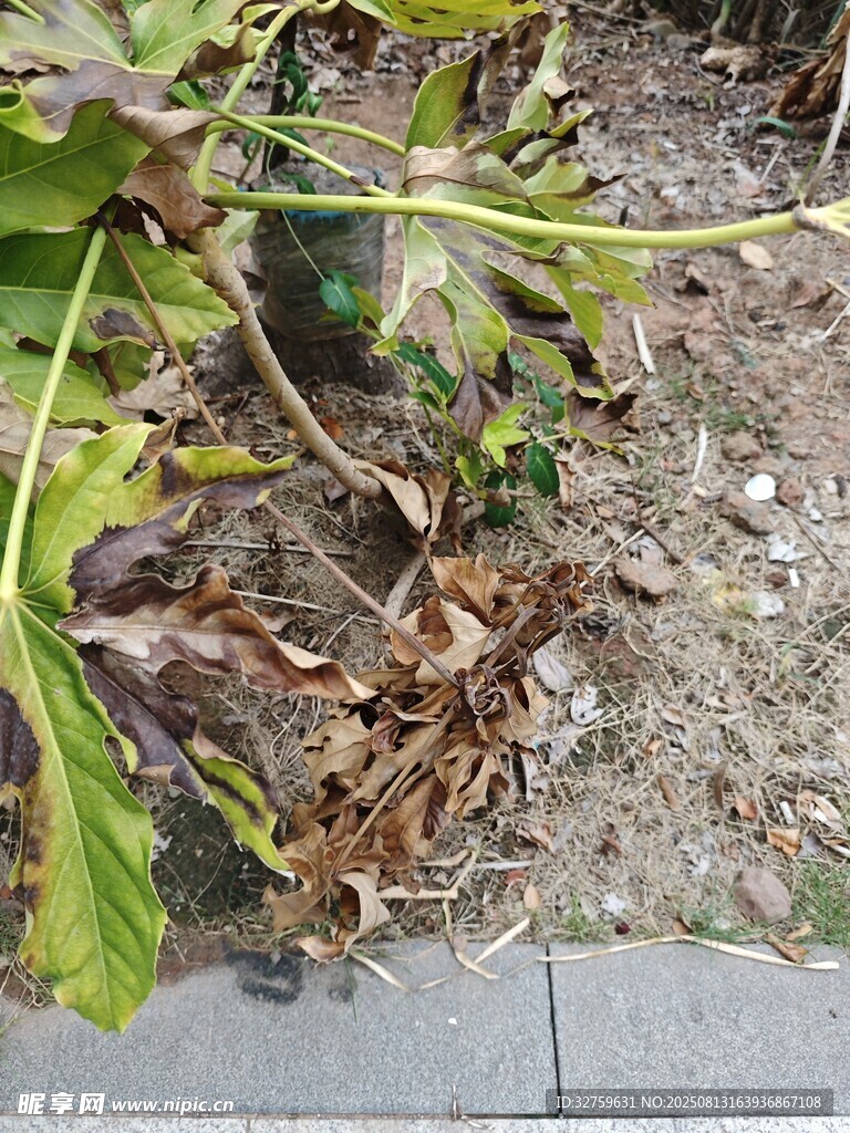 地面上的枯葉與綠植