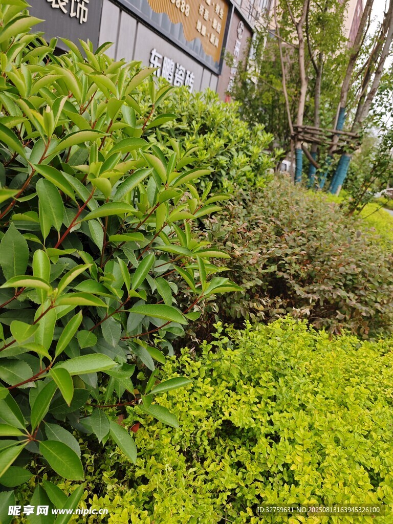 綠意盎然的植物景觀
