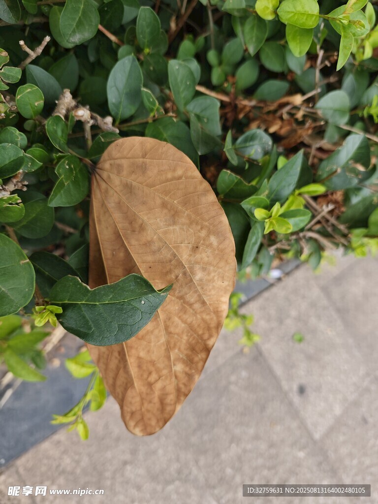 枯葉臥于翠綠植物間