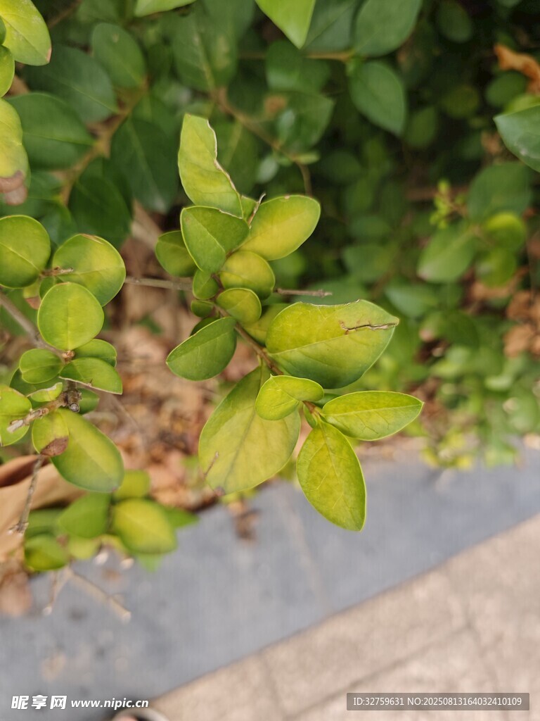 嫩綠葉片與繁茂枝葉