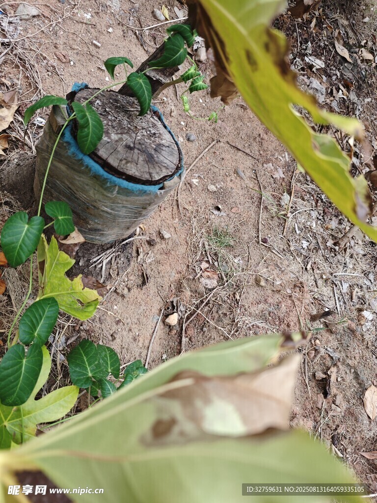 盆栽綠植置于戶外泥土中