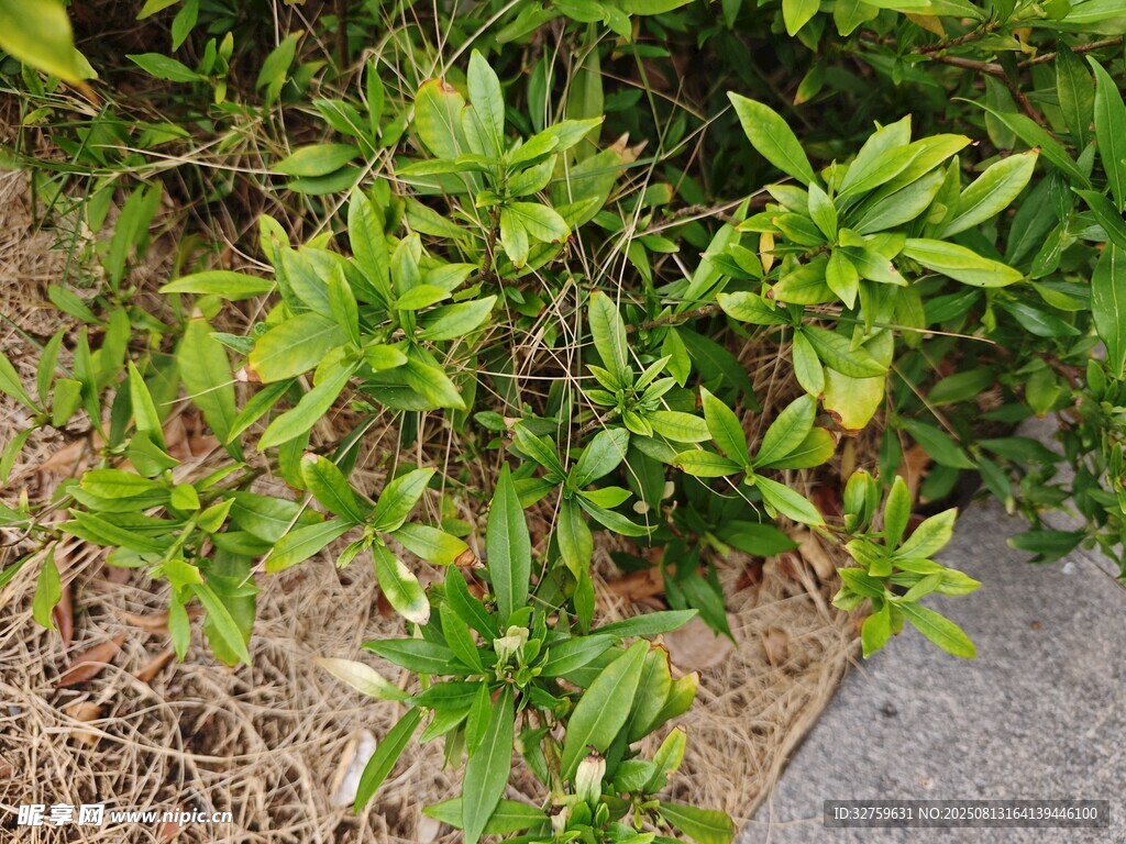 路邊綠植特寫(xiě)