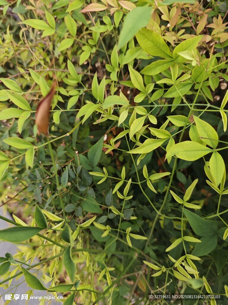 翠綠繁茂的攀緣植物
