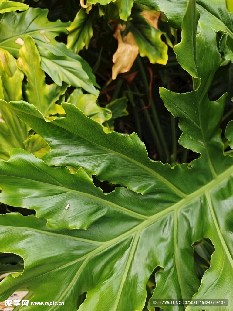 大型翠綠羽狀裂葉植物