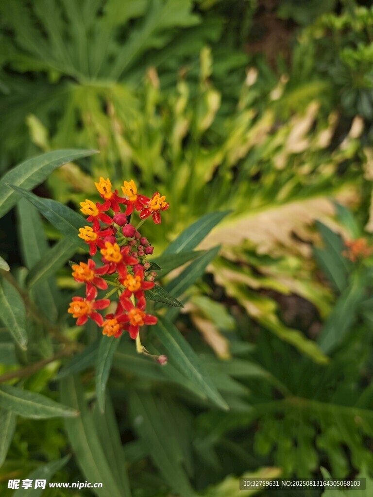 鮮艷橙花綻放于綠葉間