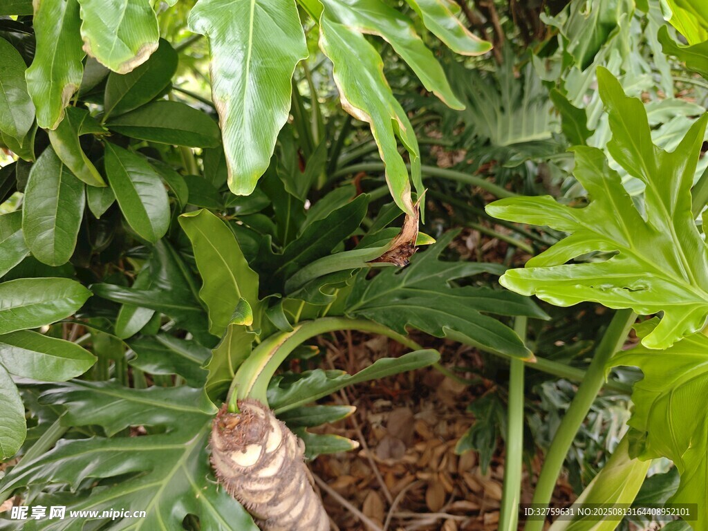 熱帶綠植中的奇特植物
