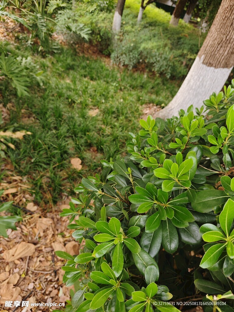 綠意盎然的園林植物景觀