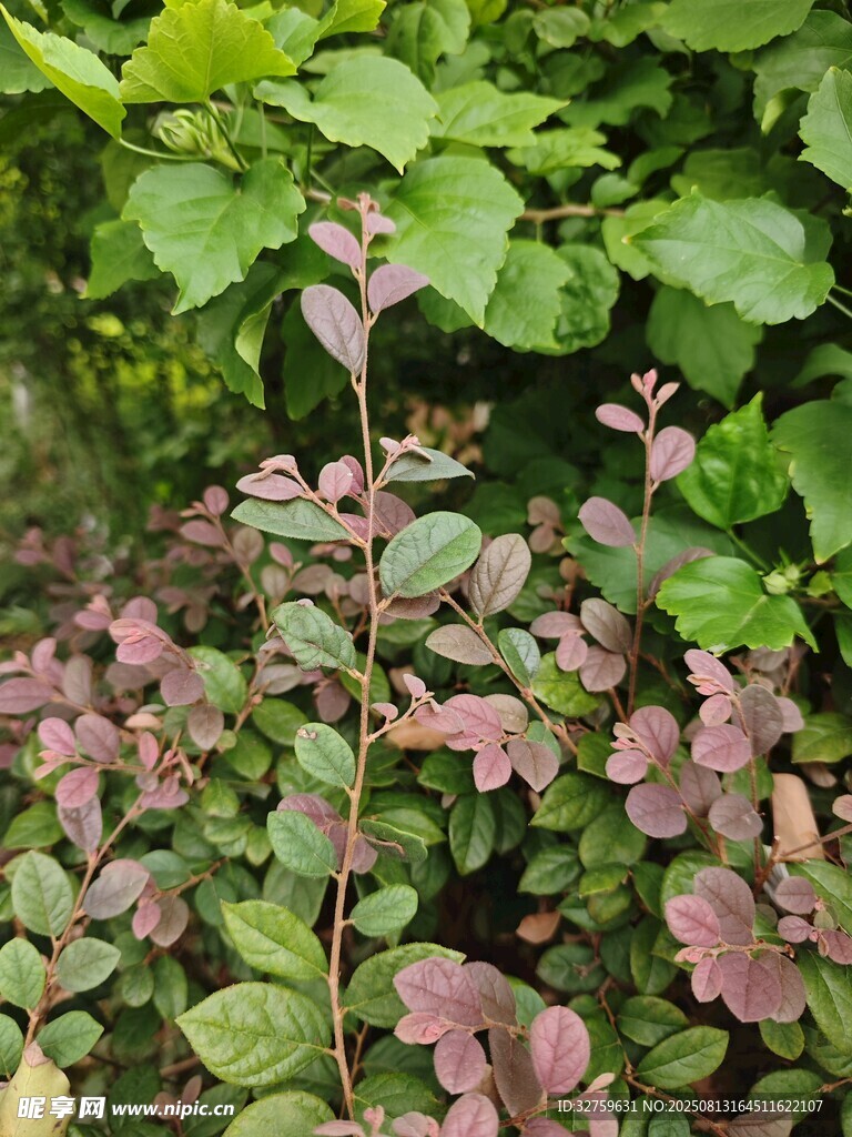 多彩綠植景觀