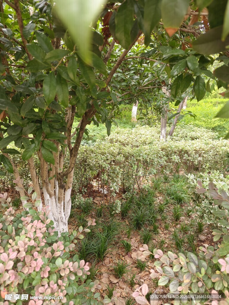 果園中繁茂果樹與落花