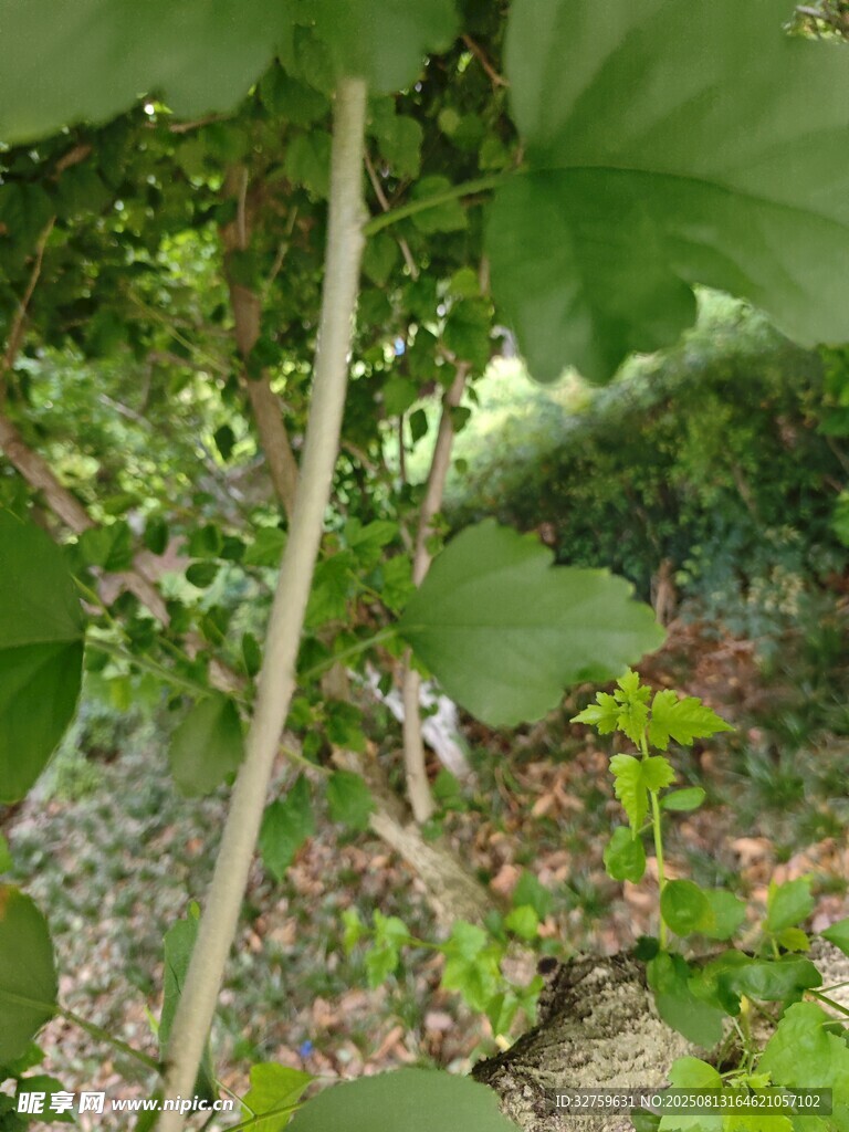 綠葉間的植物莖干