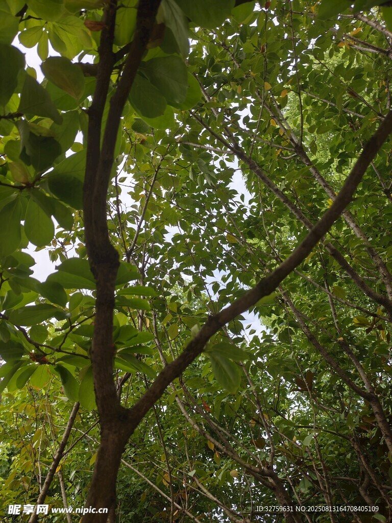 茂密樹林中的繁茂綠葉