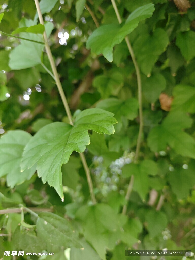綠葉藤蔓特寫