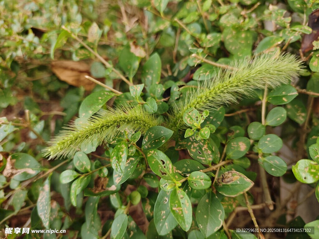 帶刺的綠色植物特寫