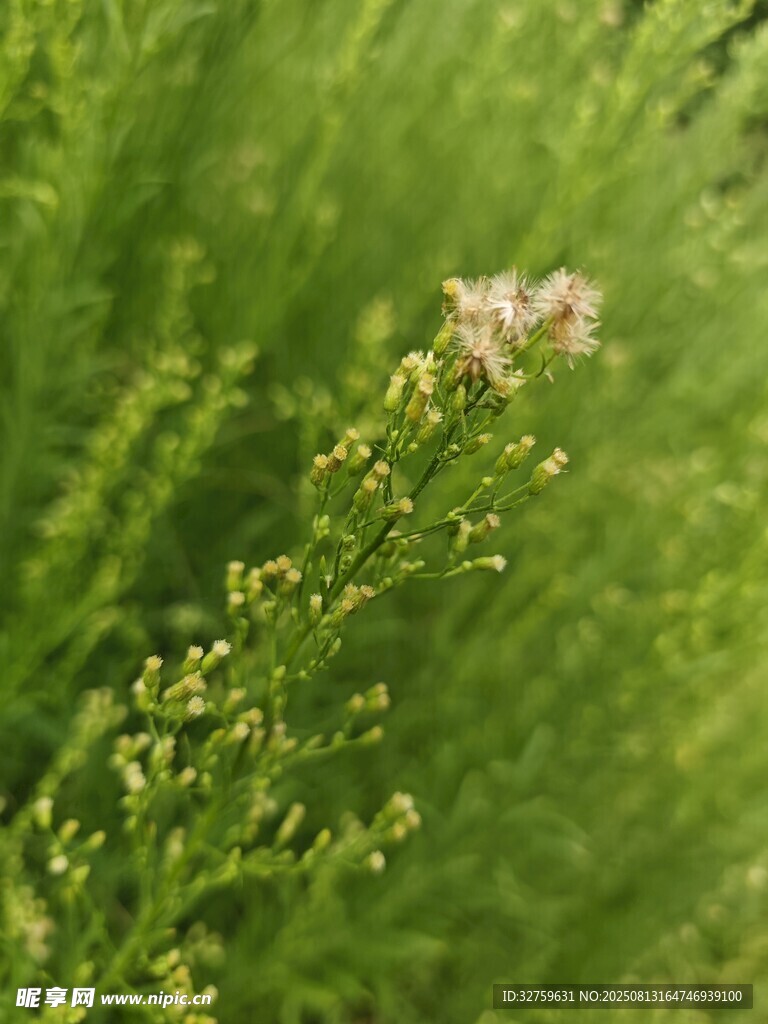草叢中的淡色小花