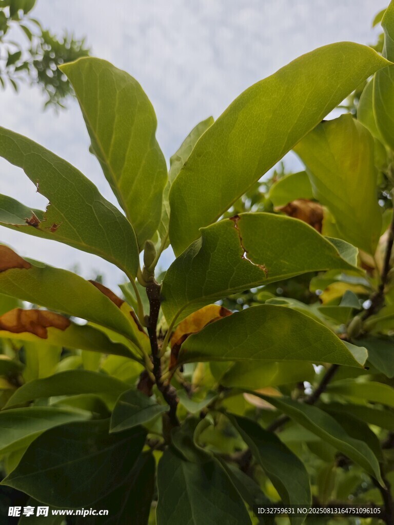 綠葉繁茂的植物