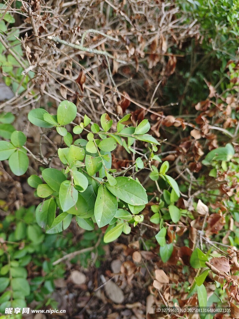 野外叢生的綠色植物