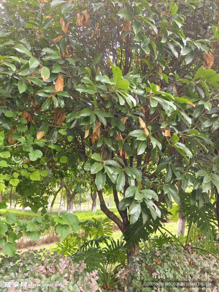 綠葉繁茂的果樹