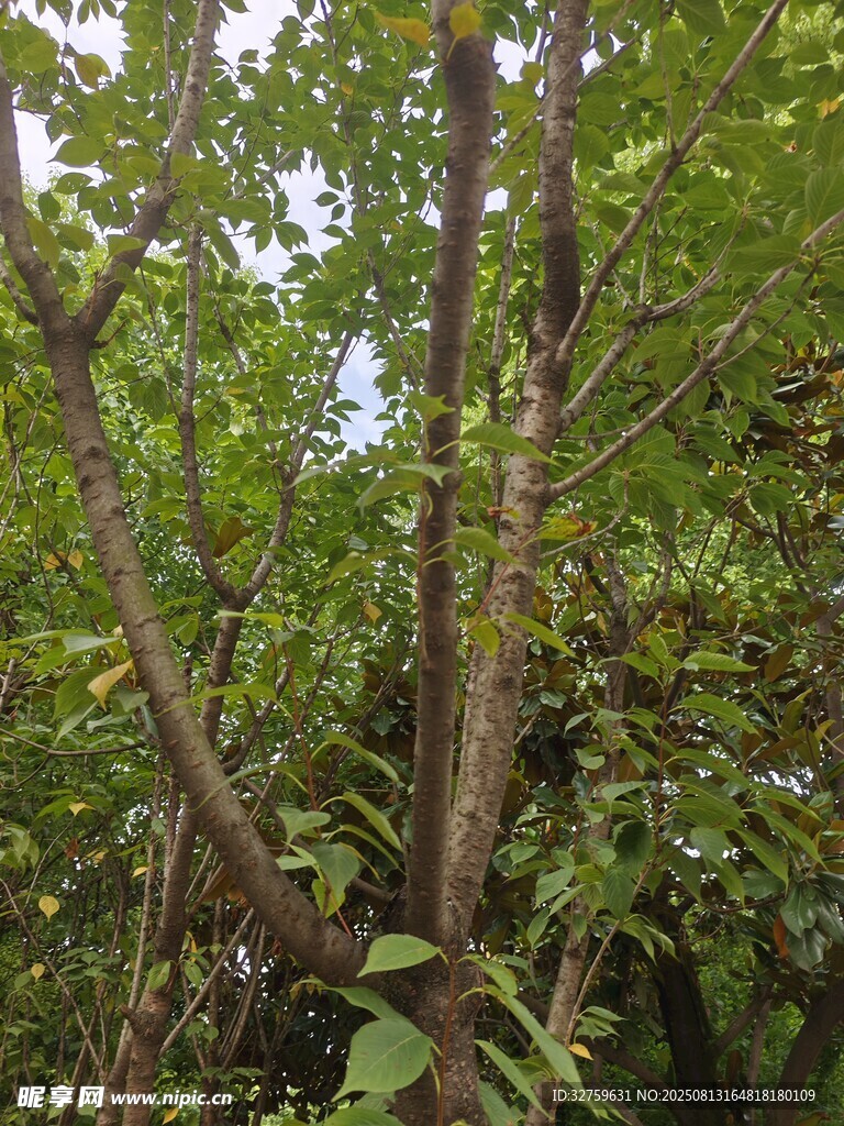 茂密樹林中的繁茂枝葉