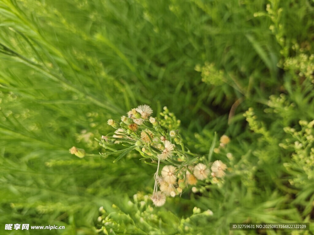 草叢中的白色小花