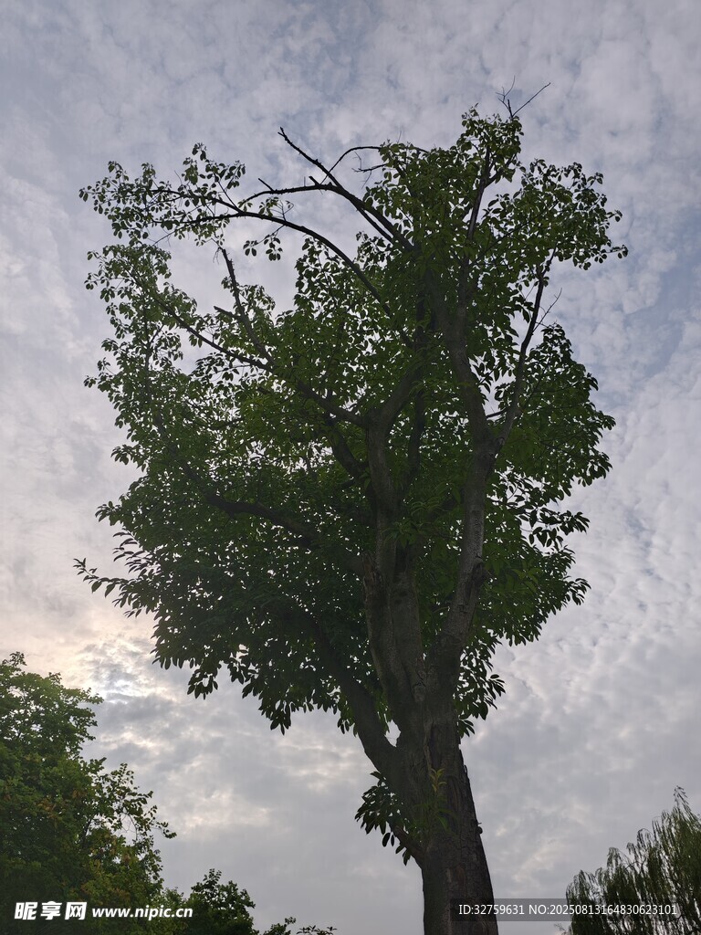 孤樹挺立天空下