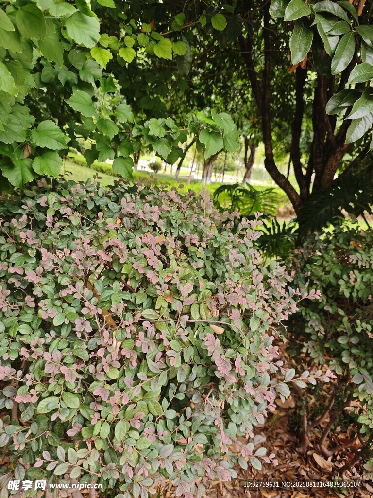 繁茂多彩植物景觀