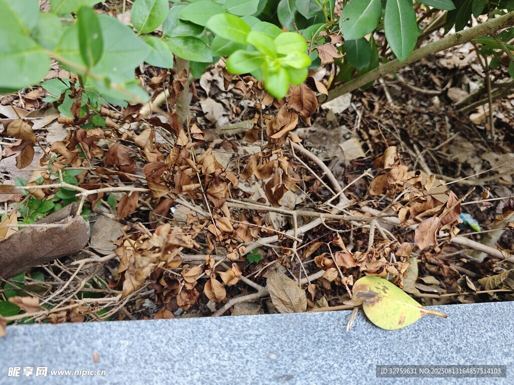 地面上的枯葉與綠植