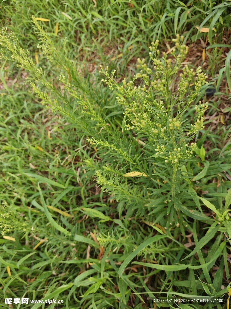 翠綠繁茂的草地景觀