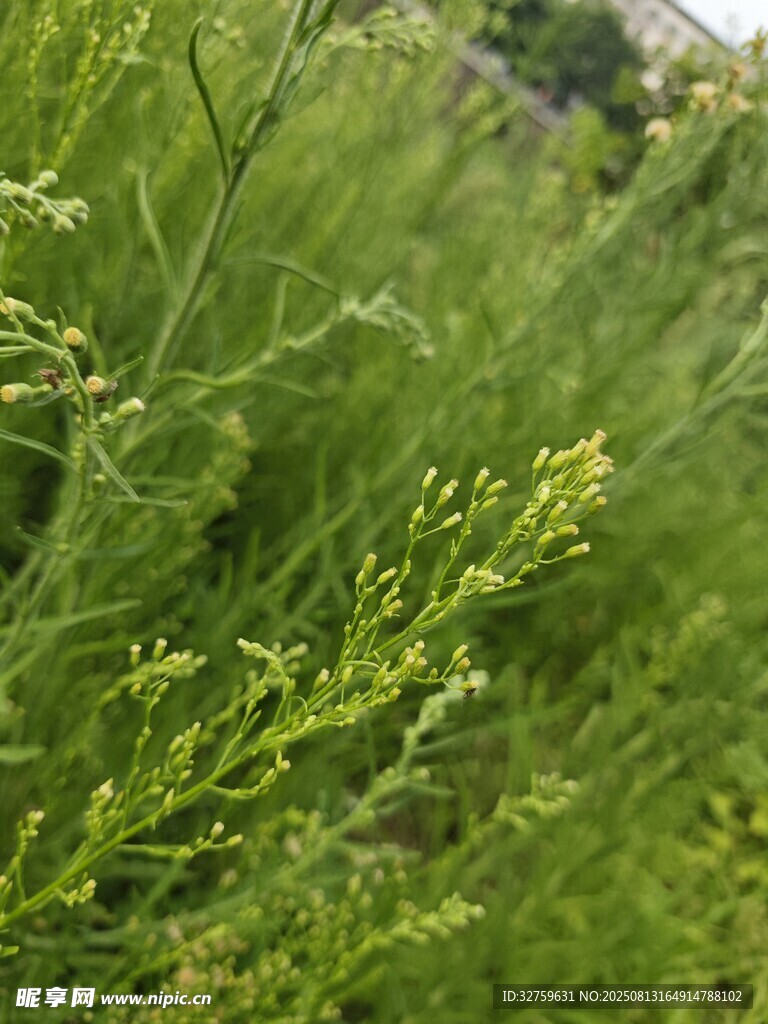 翠綠繁茂的野草景觀