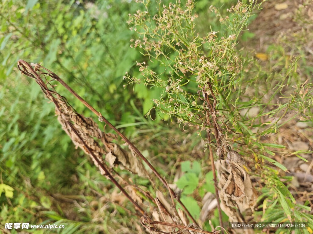 野外叢生植物景象