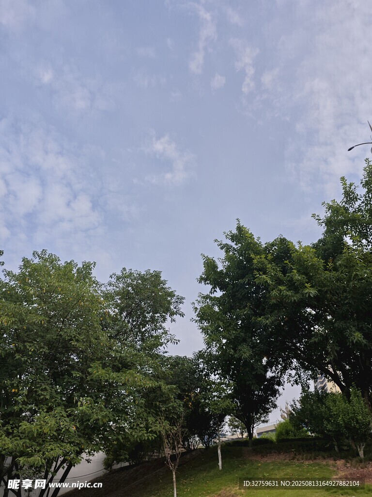 藍(lán)天白云下的蔥郁樹林