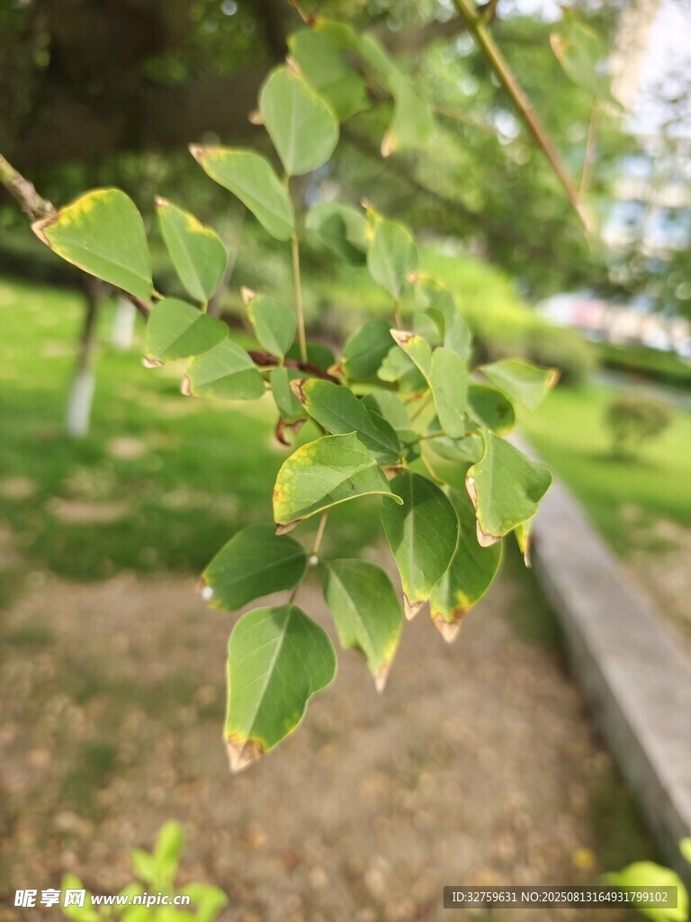 嫩綠枝葉展現(xiàn)盎然生機(jī)