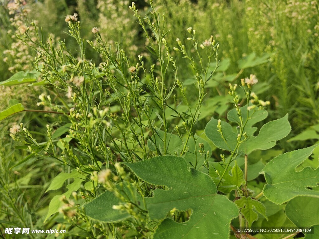 野外繁茂的綠色植物