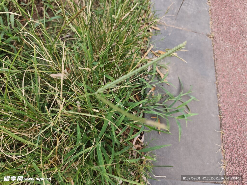 路邊青草特寫