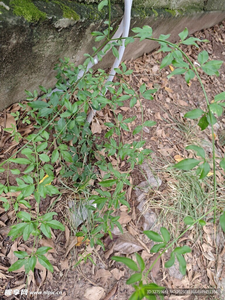 地面綠植與藤蔓景象