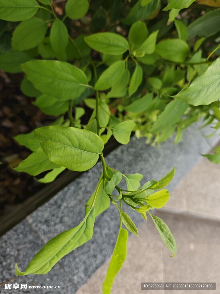 石板上的嫩綠植物