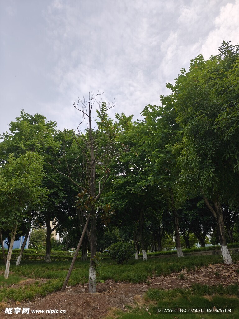 綠意盎然的公園樹(shù)木景觀