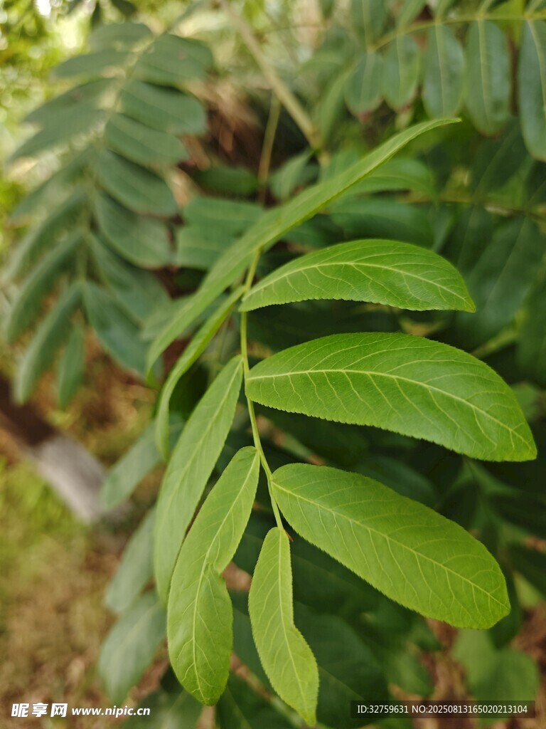 翠綠羽狀葉片特寫