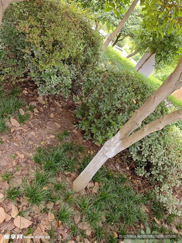 傾斜樹(shù)干旁的綠植景觀
