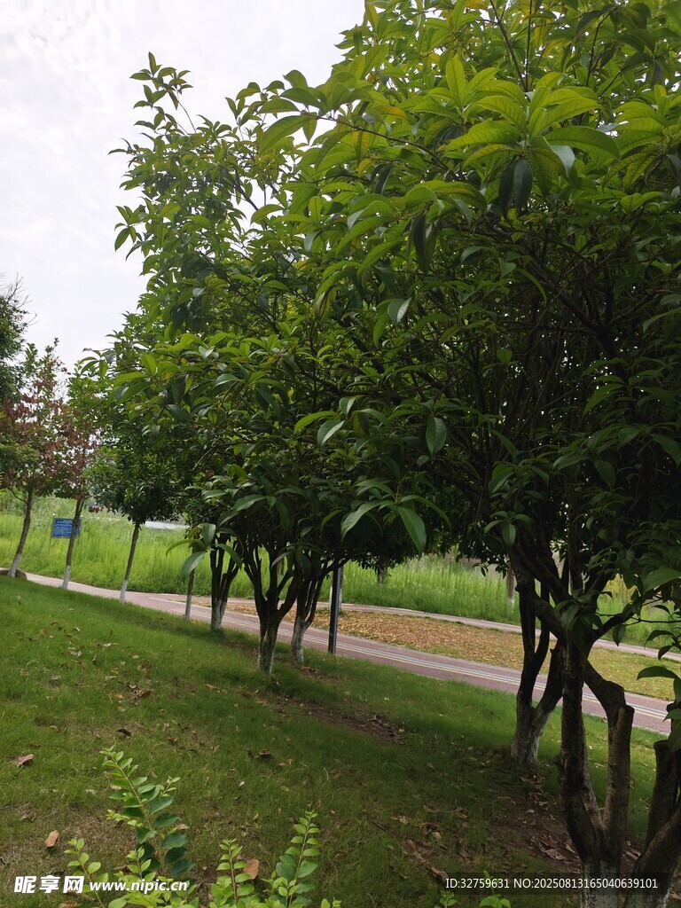 綠樹成蔭的公園小徑