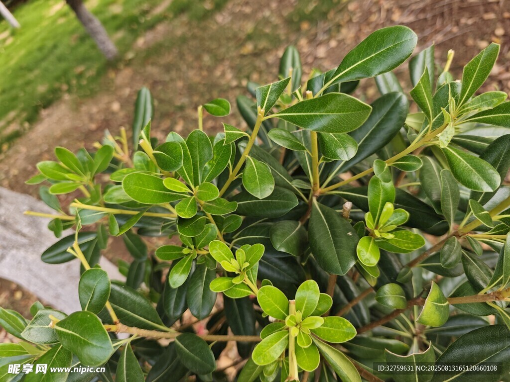翠綠繁茂的簇生植物
