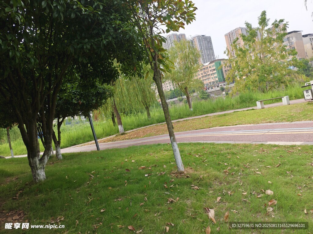 城市公園中的靜謐林蔭道