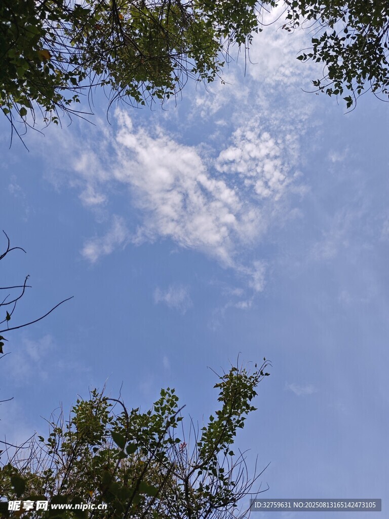 仰望藍(lán)天綠樹(shù)間的云朵