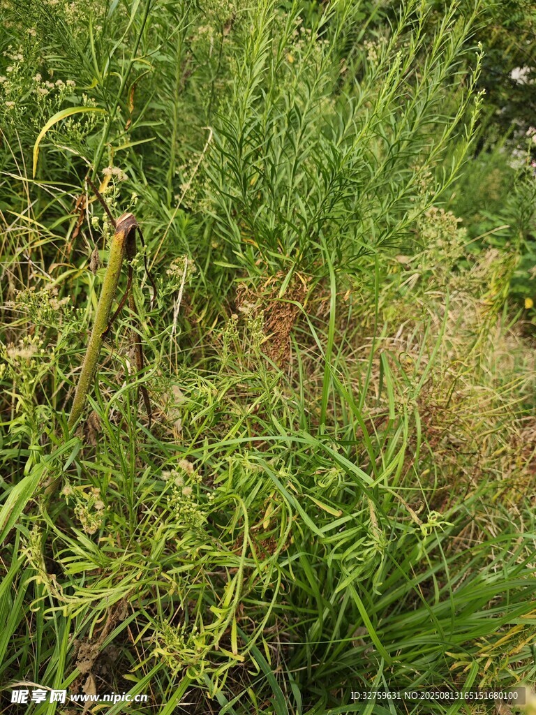 野外茂盛的綠色雜草
