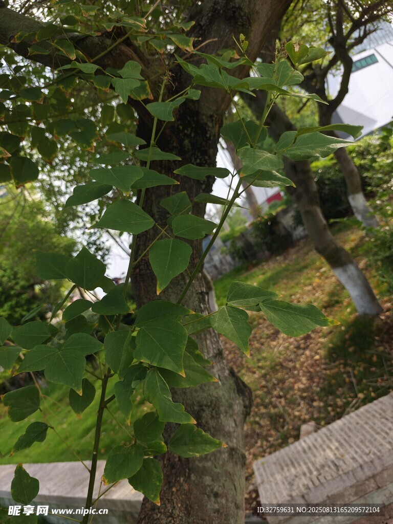 粗壯樹干上的繁茂綠葉