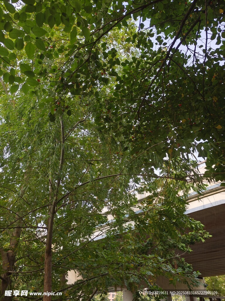 綠樹掩映下的建筑一角
