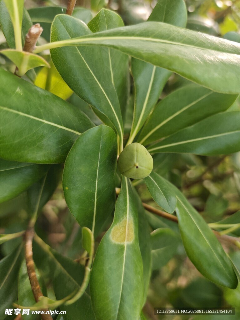 綠葉間的未成熟果實(shí)