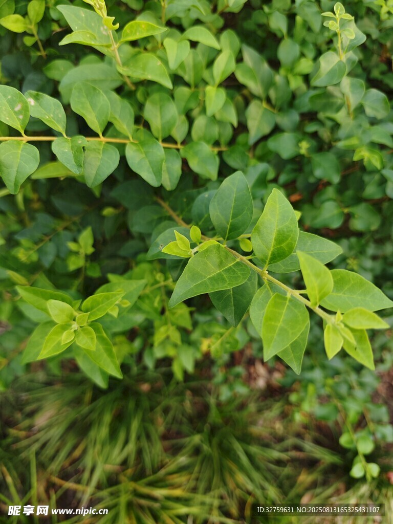 翠綠植物葉片特寫
