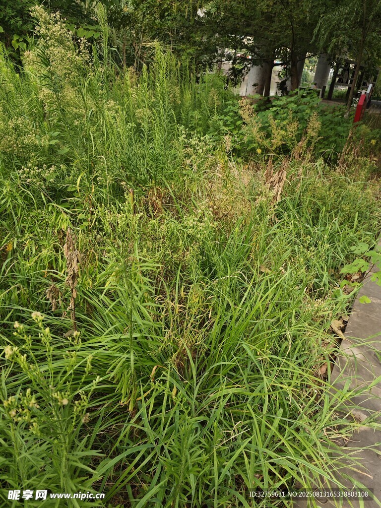 路邊茂盛的綠色野草